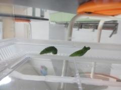 テラスの様子
