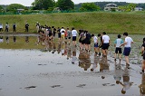 自然教室田植え体験