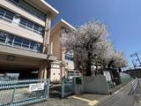 菅中学校を正門から見た桜の風景