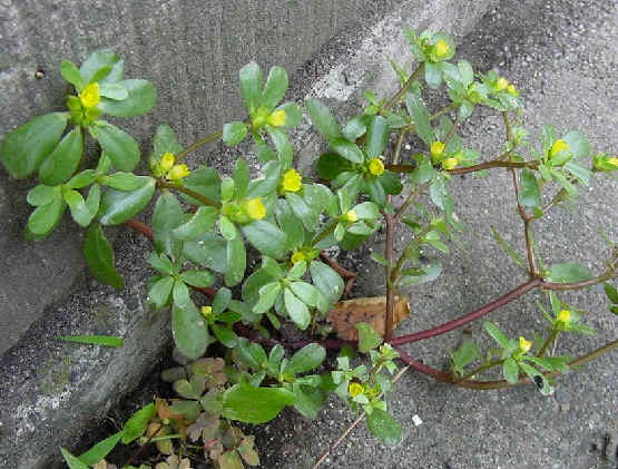 スベリヒユ 川崎市総合教育センター