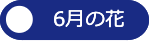 ６月の花へ