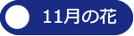 11月の花へ