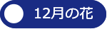 12月の花へ