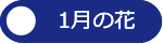 １月の花へ